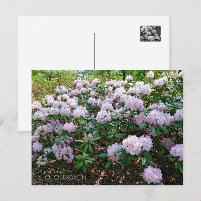 Rhododendron "Joyful Day" Vykort (Fram/baksida)