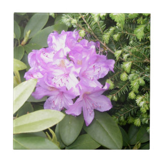 Rhododendron - lila blommor i vår kakelplatta