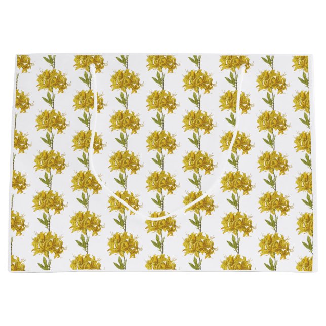 Rhododendron luteum (Pontic Azalea) (Framsidan)