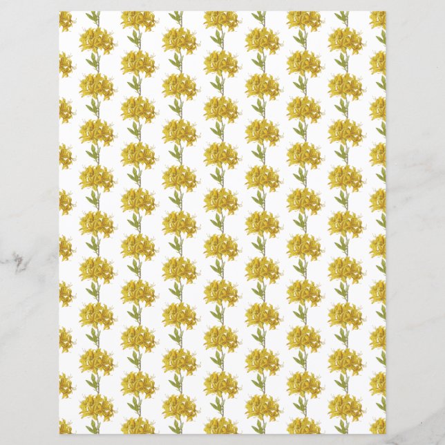 Rhododendron luteum (Pontic Azalea) (Framsida)