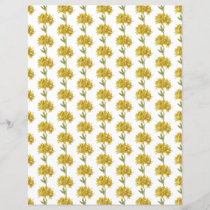 Rhododendron luteum (Pontic Azalea)