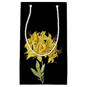 Rhododendron luteum (Pontic Azalea)