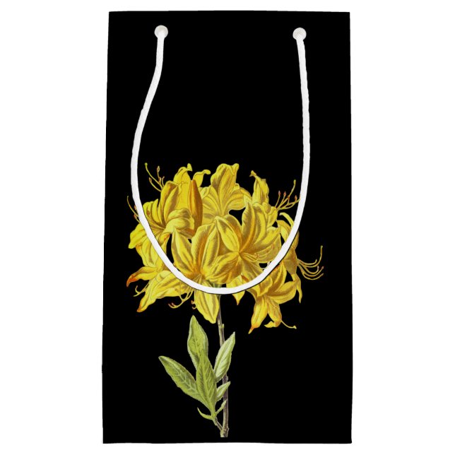 Rhododendron luteum (Pontic Azalea) (Framsidan)