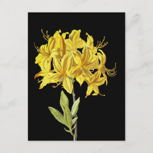 Rhododendron luteum (Pontic Azalea) Vykort