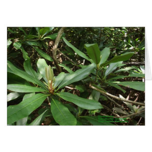 Rhododendron OBS Kort