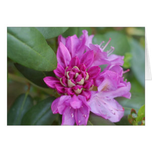 Rhododendron OBS Kort