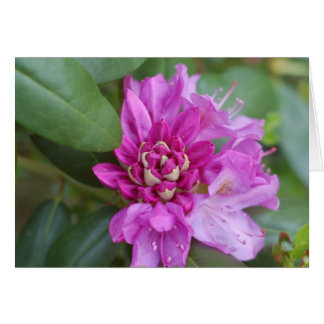 Rhododendron OBS Kort