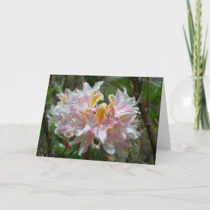 Rhododendron Occidentale Kort