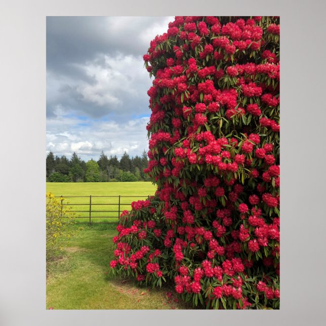 Rhododendron och Scenia View i Skottland Poster (Framsidan)