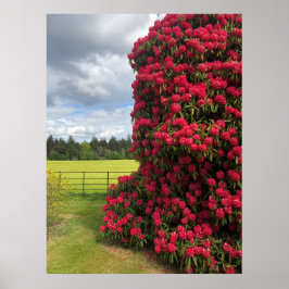 Rhododendron och Scenia View i Skottland Poster