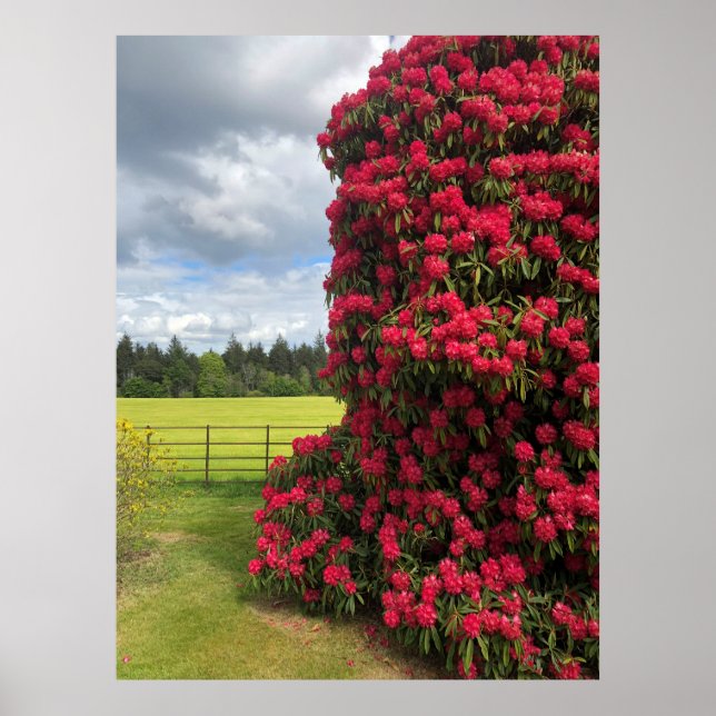 Rhododendron och Scenia View i Skottland Poster (Framsidan)