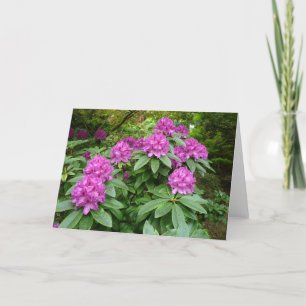 Rhododendron Ponticum Kort
