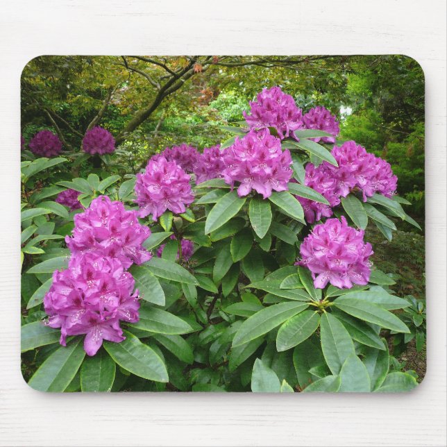 Rhododendron Ponticum Musmatta (Framsidan)