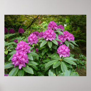 Rhododendron Ponticum Poster