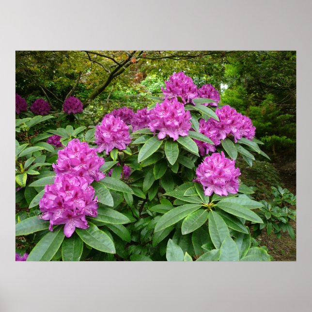 Rhododendron Ponticum Poster (Framsidan)