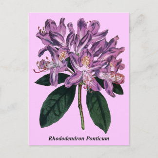 Rhododendron Ponticum Vykort