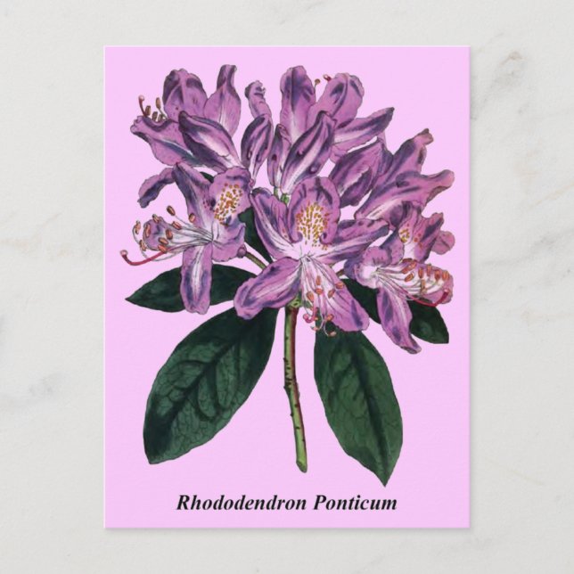Rhododendron Ponticum Vykort (Framsida)