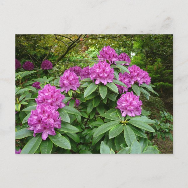 Rhododendron Ponticum Vykort (Framsida)