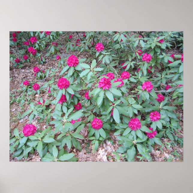 Rhododendron Poster (Framsidan)