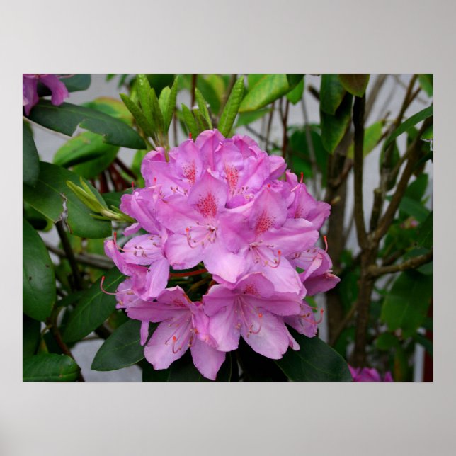 Rhododendron Poster (Framsidan)