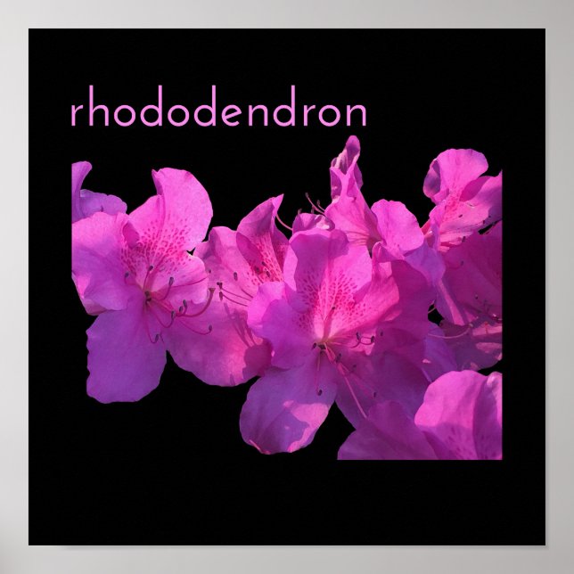 Rhododendron Poster (Framsidan)