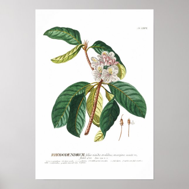 Rhododendron Poster (Framsidan)