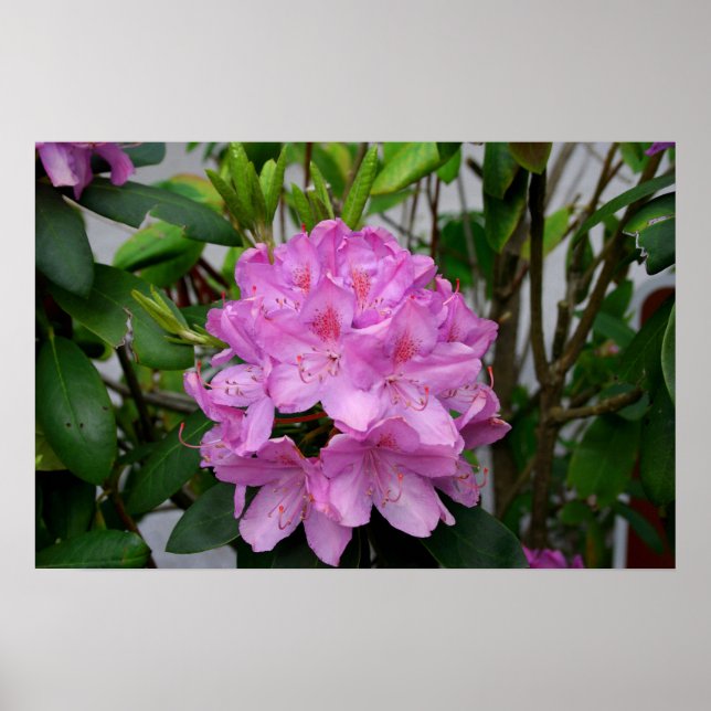 Rhododendron Poster (Framsidan)