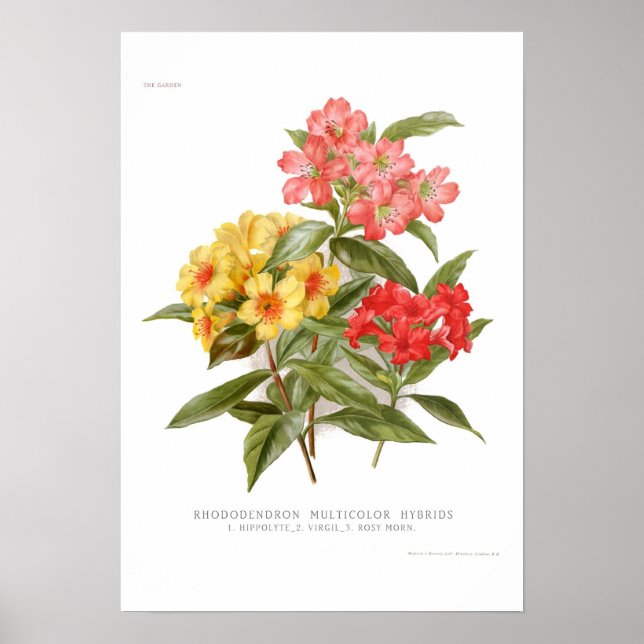 Rhododendron Poster (Framsidan)