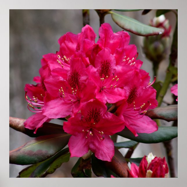Rhododendron Poster (Framsidan)