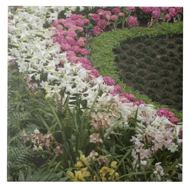Rhododendron (Rhododendron catawbiense) Hed Kakelplatta (Framsidan)