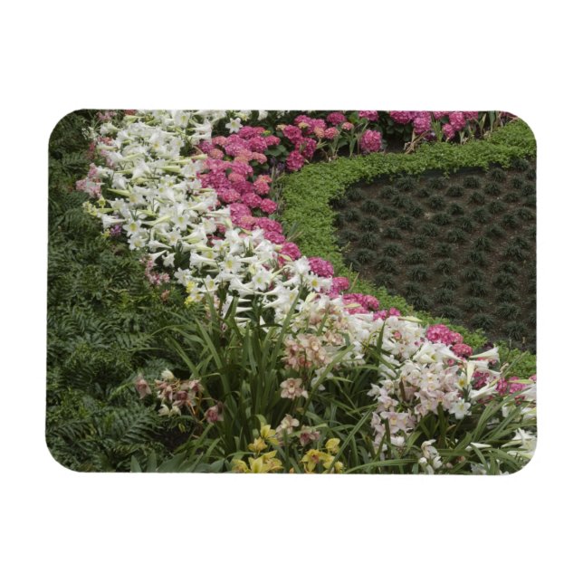 Rhododendron (Rhododendron catawbiense) ljunghed Magnet (Horisontell)