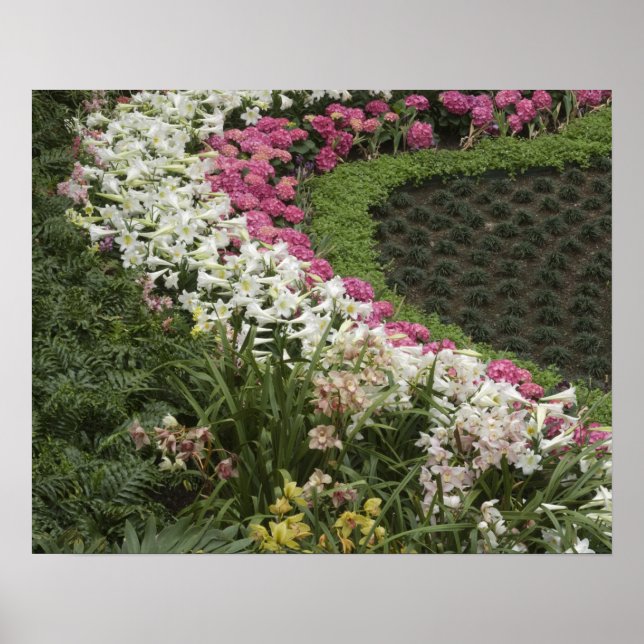 Rhododendron (Rhododendron catawbiense) ljunghed Poster (Framsidan)
