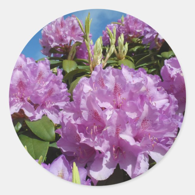 Rhododendron Runt Klistermärke (Framsida)