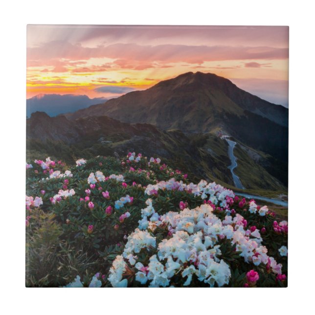 Rhododendron som blommar den | Taroko Kakelplatta (Framsidan)