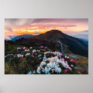 Rhododendron som blommar den Taroko Poster