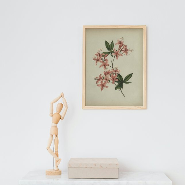 Rhododendron Studieaffisch Poster (Skapare uppladdad)