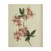 Rhododendron Study Scrapbook Papper