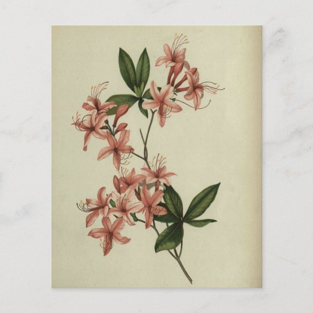 Rhododendron Study Scrapbook Papper (Framsida)
