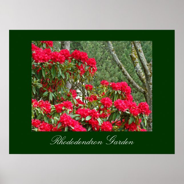 Rhododendron trädgård konsttryck Kontorskonst Poster (Framsidan)