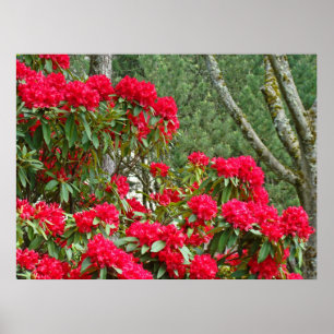 Rhododendron Trädgård konsttryck Röda Rhodies Blom Poster