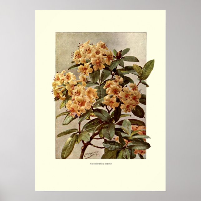Rhododendron var minerva poster (Framsidan)
