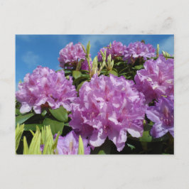Rhododendron Vykort
