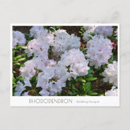 Rhododendron "Wedding Bouquet" Vykort