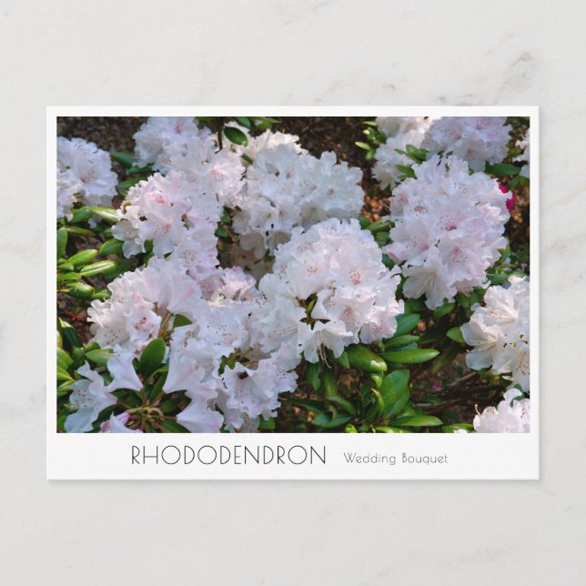 Rhododendron "Wedding Bouquet" Vykort (Framsida)