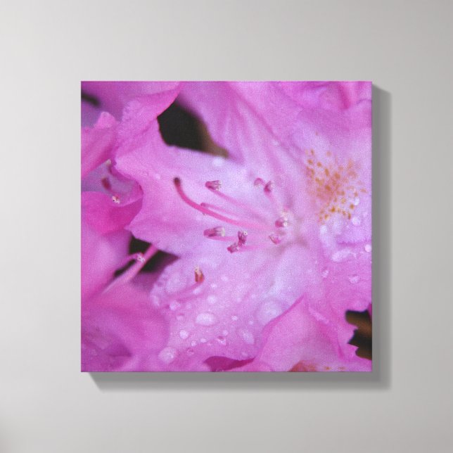 Rhododendron Wrapped Canvas (Framsida)