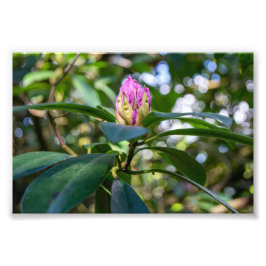 Rhododendronblomknopp Fototryck