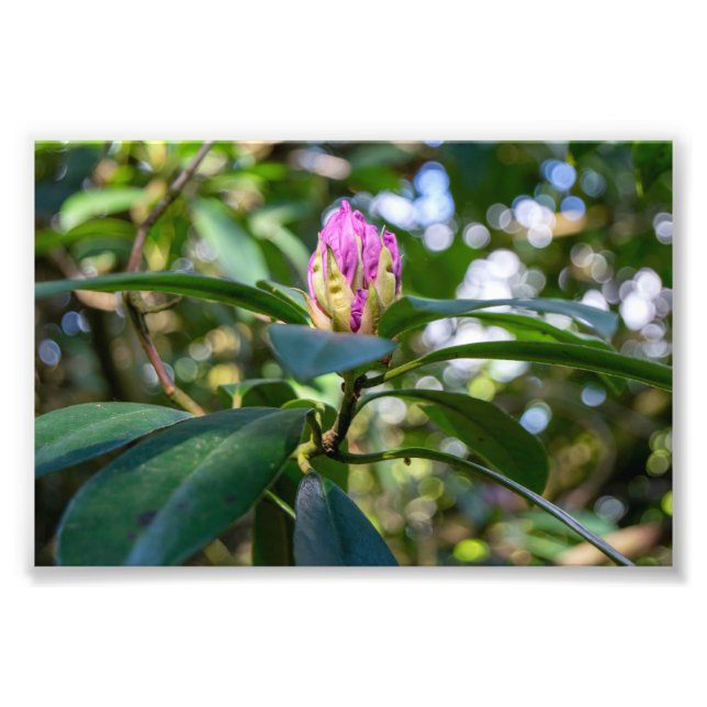 Rhododendronblomknopp Fototryck (Framsidan)