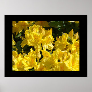 Rhododendronblommor Fina konsttryck Floraler Poster