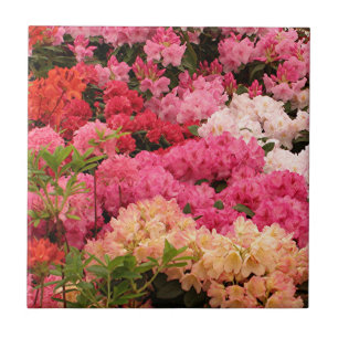 Rhododendronblommor Kakelplatta