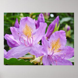 Rhododendrons Blommor-bilder ger ut presenter Rhod Poster